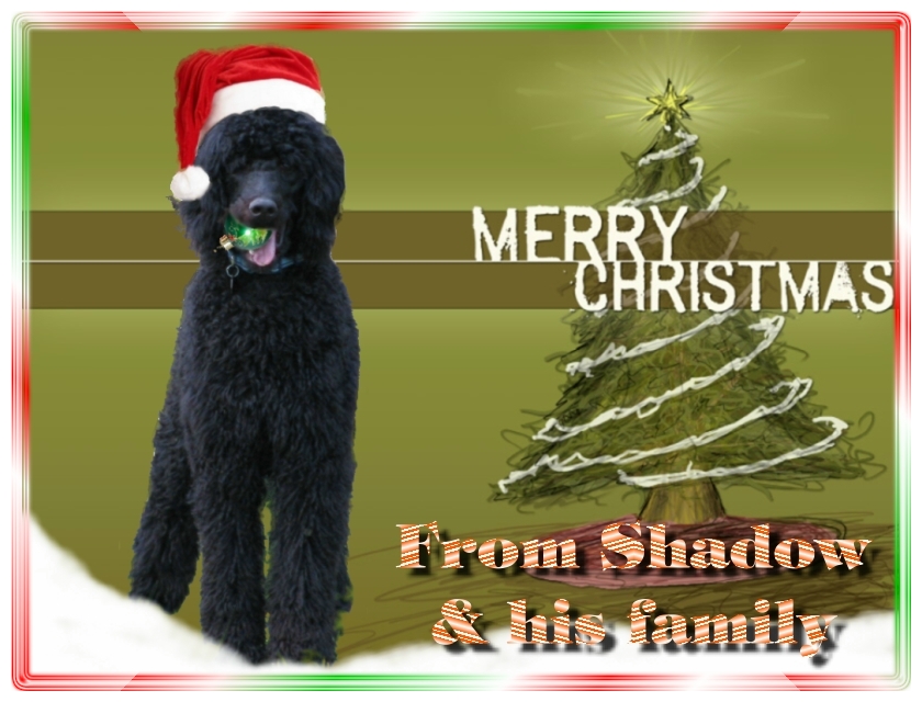 Name:  shadow-christmas-card-3.jpg
Views: 2607
Size:  291.5 KB