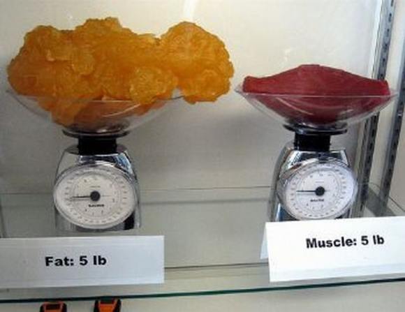 Name:  Fat and muscle..jpg
Views: 4702
Size:  27.6 KB