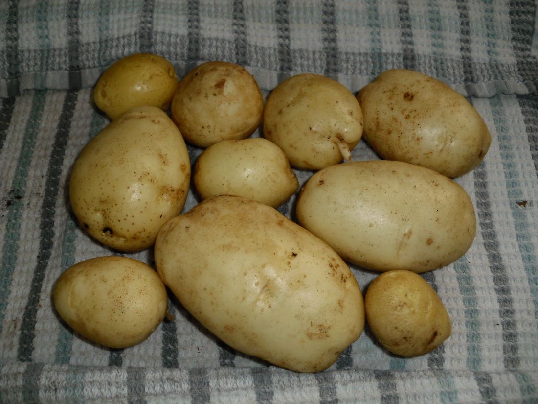 Name:  Potatoes.JPG
Views: 983
Size:  134.7 KB