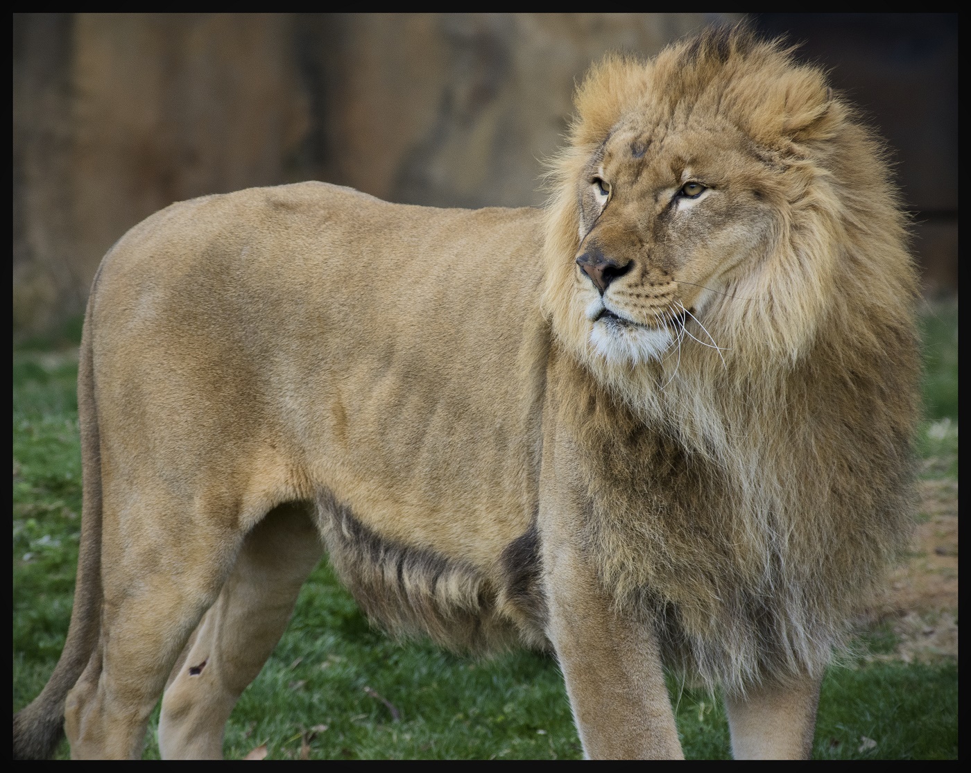 Name:  Lion.jpg
Views: 1367
Size:  704.3 KB