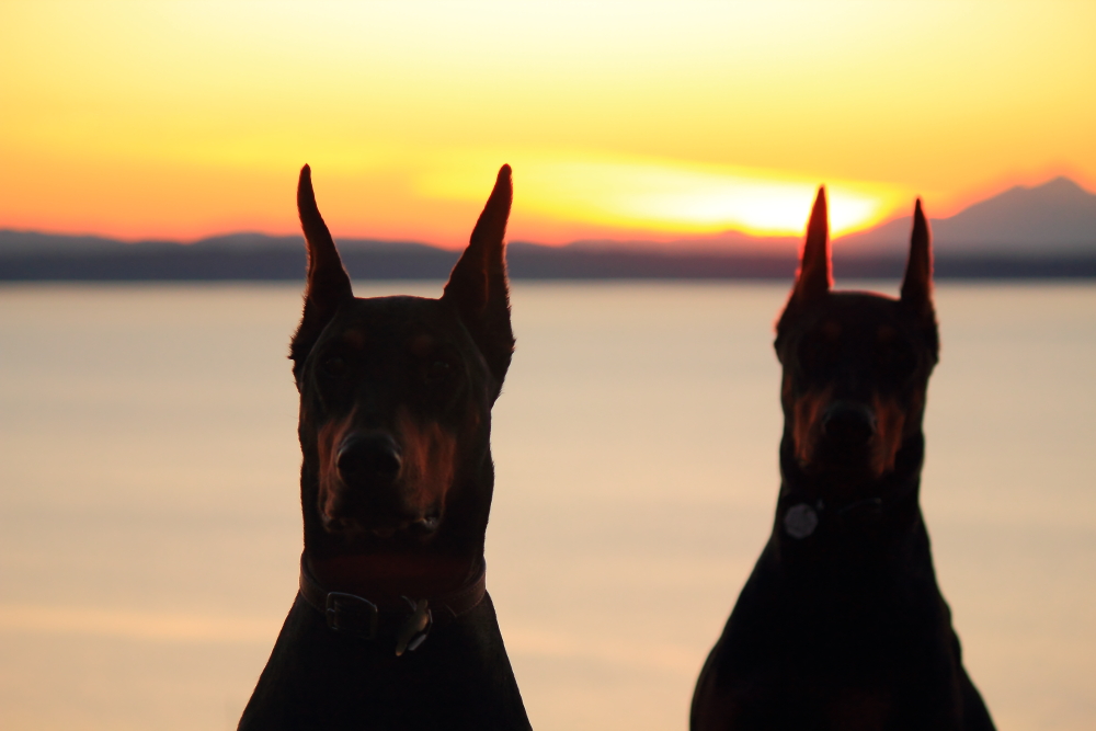 Name:  Dogs sunset.JPG
Views: 3769
Size:  335.8 KB