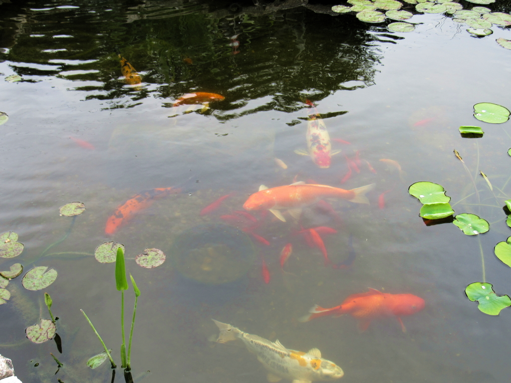 Name:  pond-fish.jpg
Views: 20311
Size:  648.7 KB