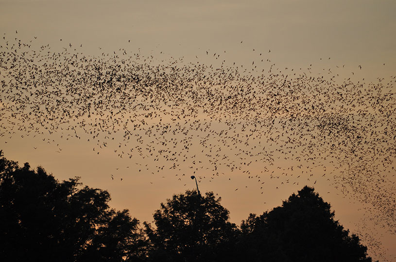 Name:  bats-in-trees-at-sunset.jpg
Views: 2520
Size:  126.8 KB