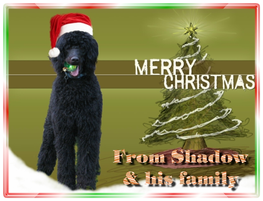 Name:  shadow-christmas-card-3.jpg
Views: 35148
Size:  291.5 KB