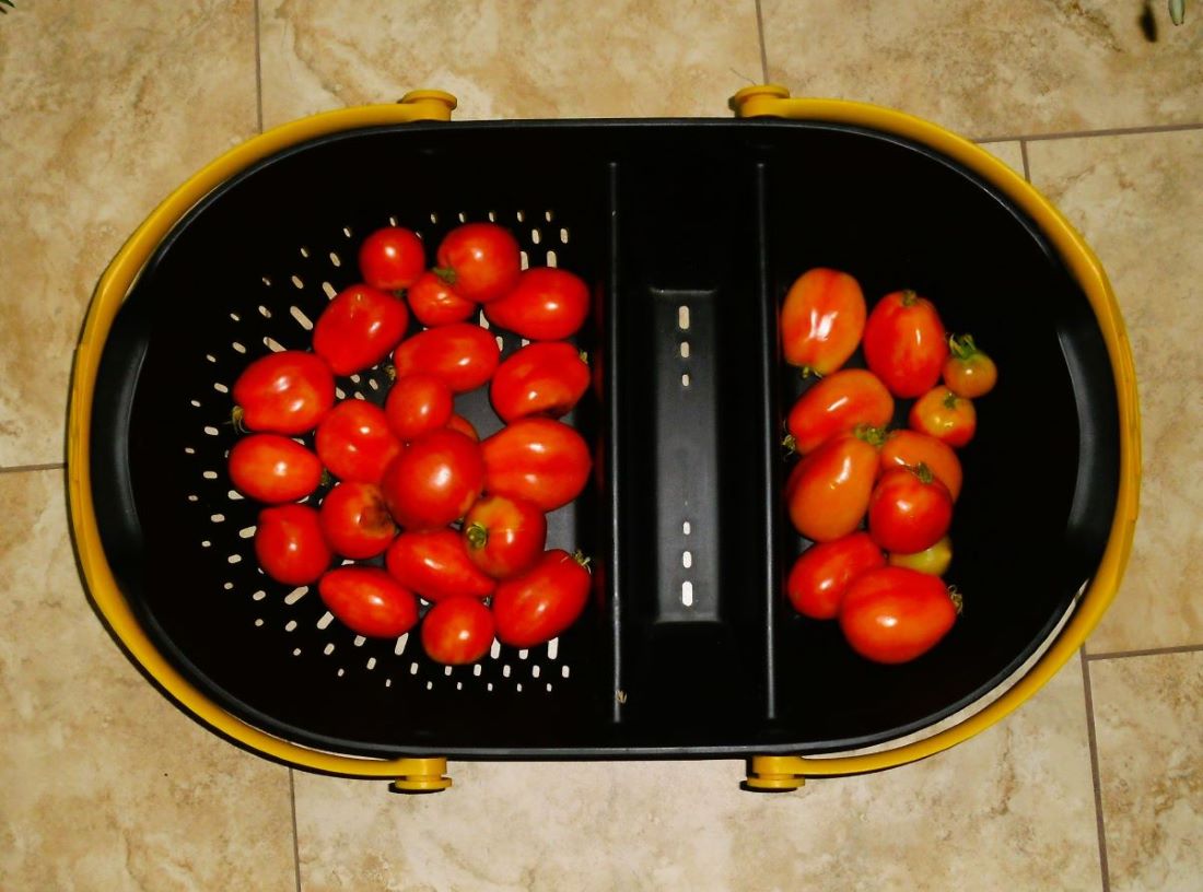 Name:  Tomatoes.jpg
Views: 536
Size:  107.0 KB