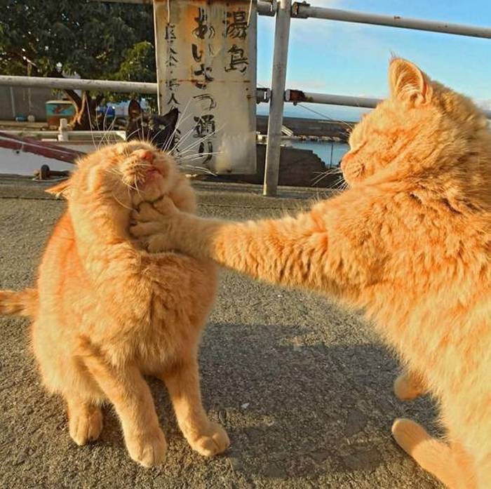 Name:  Catfight.jpg
Views: 357
Size:  81.3 KB